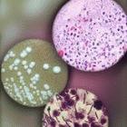 petri_dish