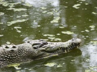 Латвийские дачники очень испугались, увидев в пруду крокодила