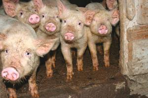 Власов: Угроза распространения чумы свиней в тысячу раз серьезнее, чем грипп птиц