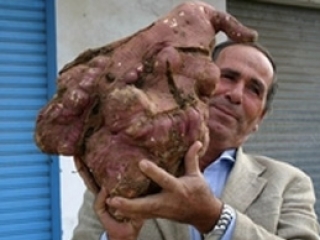 Халиль Семхат демонстрирует гигансткий картофельный клубень