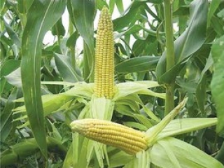 Ученые предлагают отказаться от традиционного биоэтанола, – например, из кукурузы