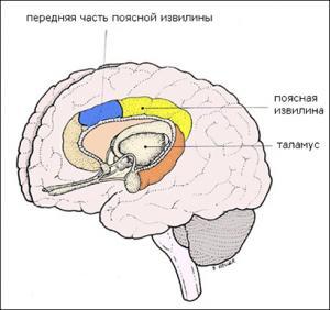 Расположение передней части поясной извилины