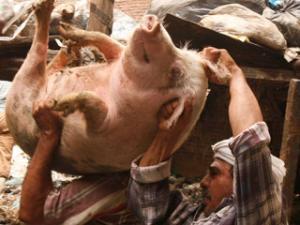 В некоторых странах предпочли избавиться от свиней - разносчиков смертельной инфекции. Фото: Newsru.com