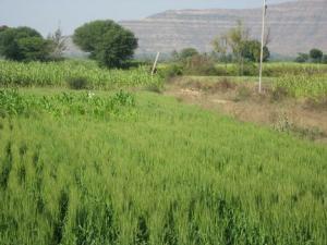 Плантации пшеницы в Саудовской Аравии