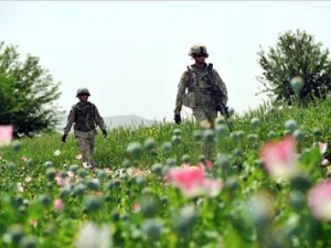 Американские солдаты охраняют маковые поля в Афганистане