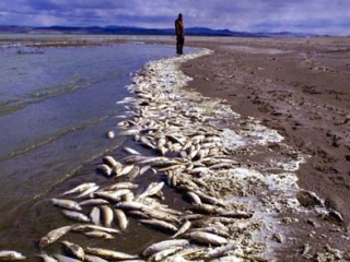 Предположительно рыба была выловлена в реке Теча