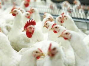 «Ставропольский бройлер» является крупнейшим производителем мяса птицы на юге России
