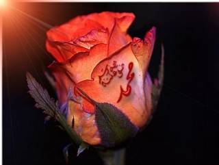 Символом мавлида по турецкой традиции является роза