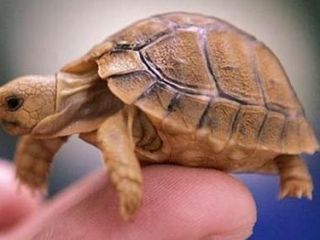 Популяция редких черепах на грани исчезновения
