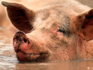 Вирус африканской свиной чумы смертелен для свиней и безвреден для человека