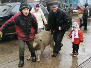 Жертвенных овец подарили малоимущим жителям Кавказа
