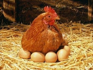 В Тюменском районе приступили к производству экологически чистых яиц