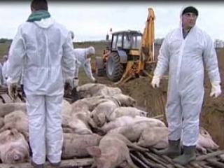 В регионе уничтожено более 17 тыс свиней в рамках противодействия распространению африканской чумы