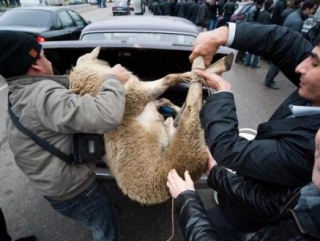 Мусульманам запретили резать животных в черте города