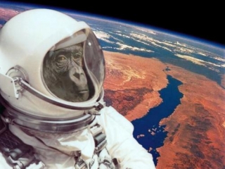 Иран отправит обезьяну в космос до 10 февраля