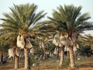 Финиковые пальмы сорта Medjoul