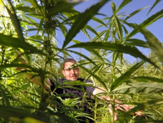 Депутаты утверждают, что легализация выращивания конопли улучшит финансовое положение Марокко