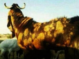 Самый дорогой козел в истории Саудовской Аравии