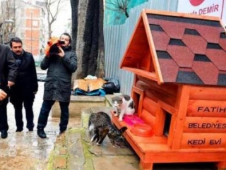 Домики для бездомных кошек в Турции