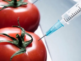 Правительство предлагает маркировать ГМО-продукцию