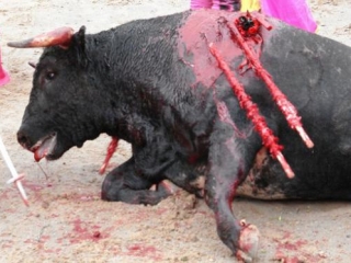 Жителям Барселоны следовало бы гордиться тем, что мусульмане место страданий быков хотят превращать в духовный центр