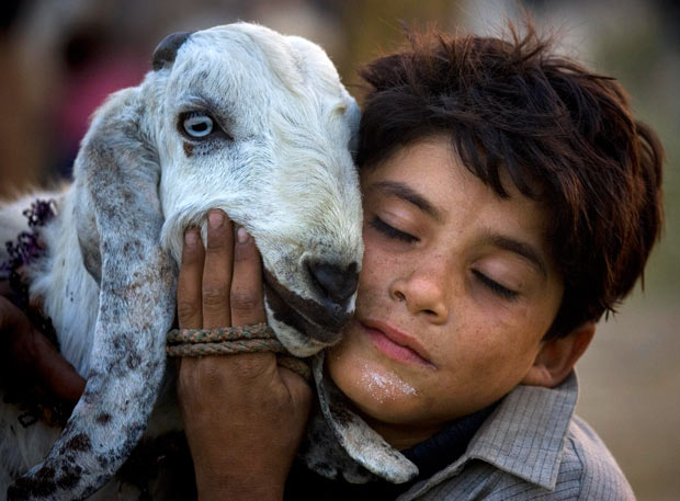 Афганский мальчик обнимает барана 