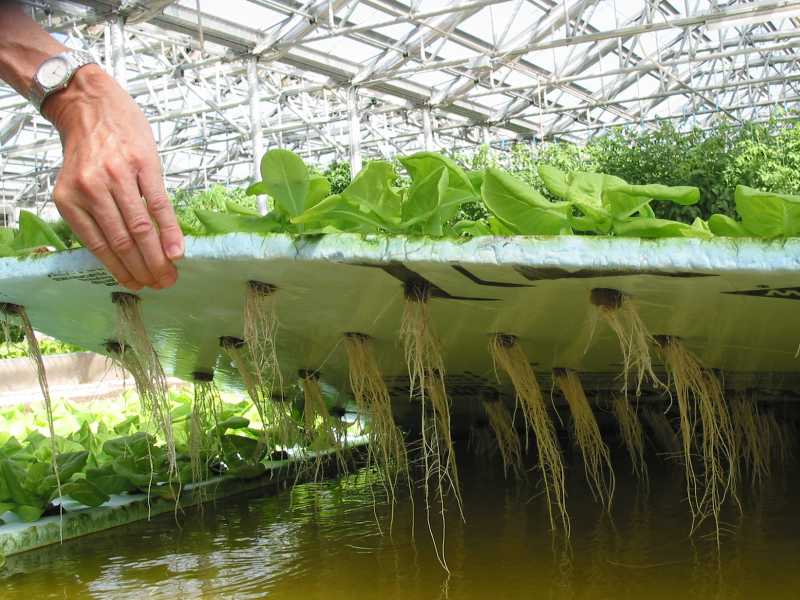 выращивание растений в воде