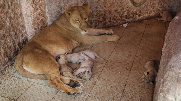 Львица и ее детеныши
