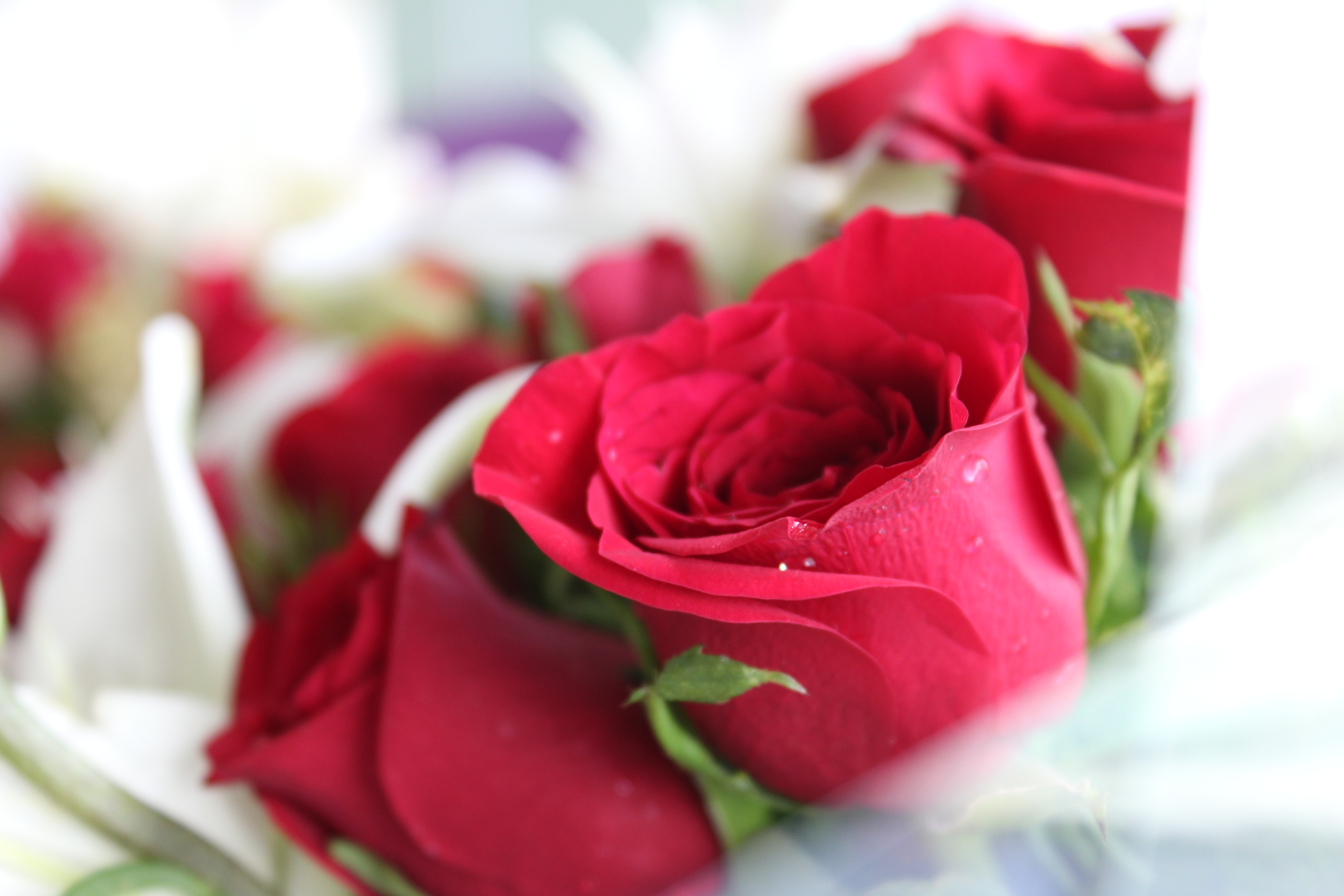 Розочки любимые. Цветы для любимой женщины. Романтические цветы. Шикарные розы для любимой. Букет цветов для любимой женщины.