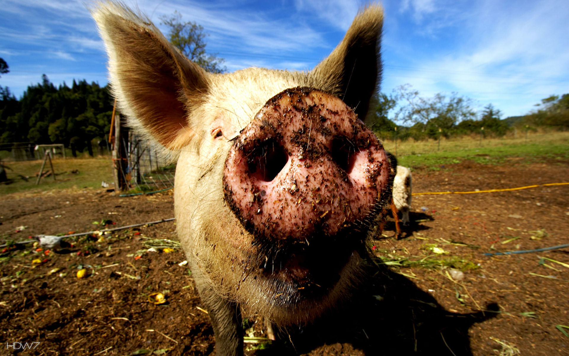 Ислам не дозволяет употреблять свиней в пищу