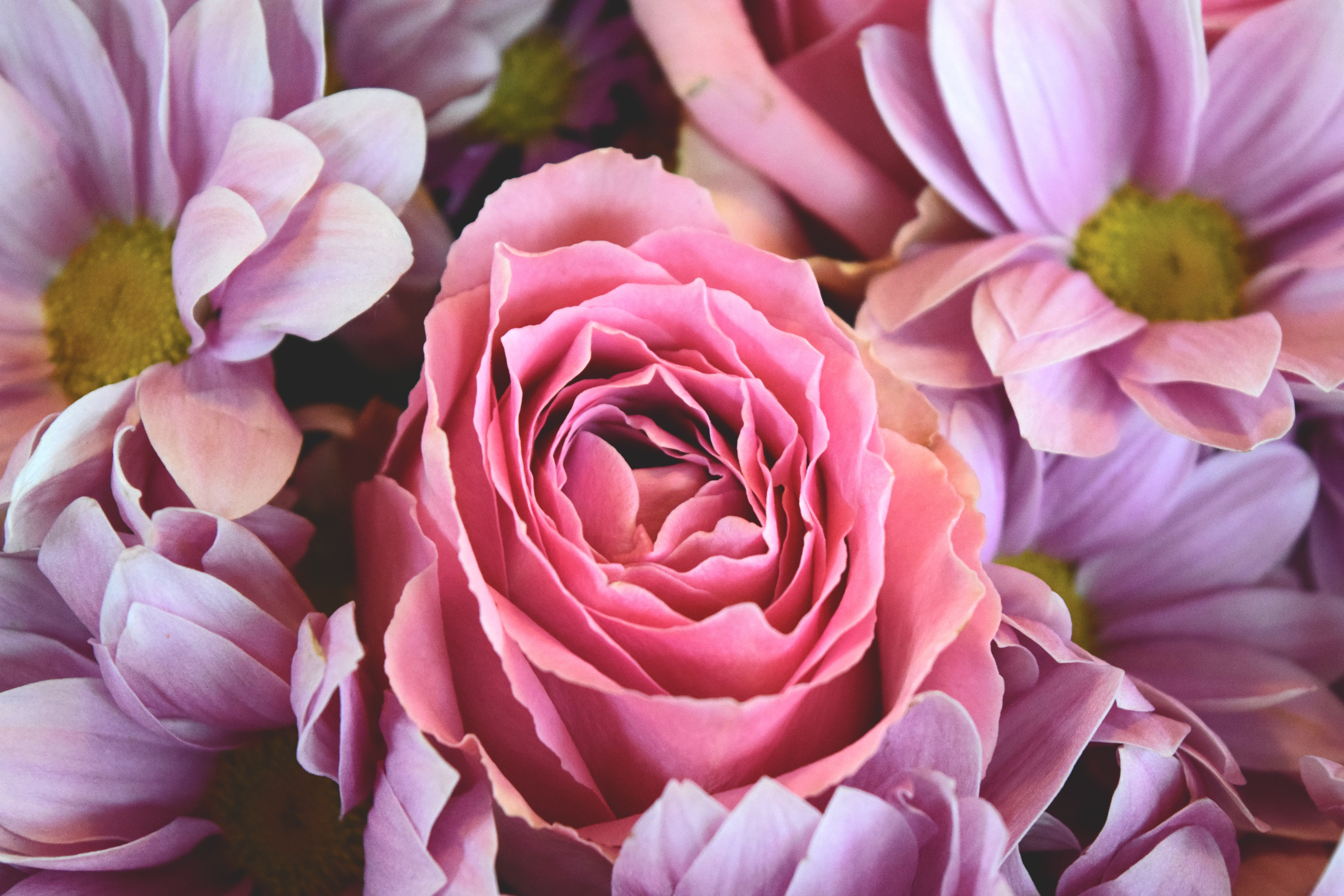 Фото в цвете. Роза Кайли. Пионовидные пурпурные розы. Розовые цветы. Прекрасные цветы.