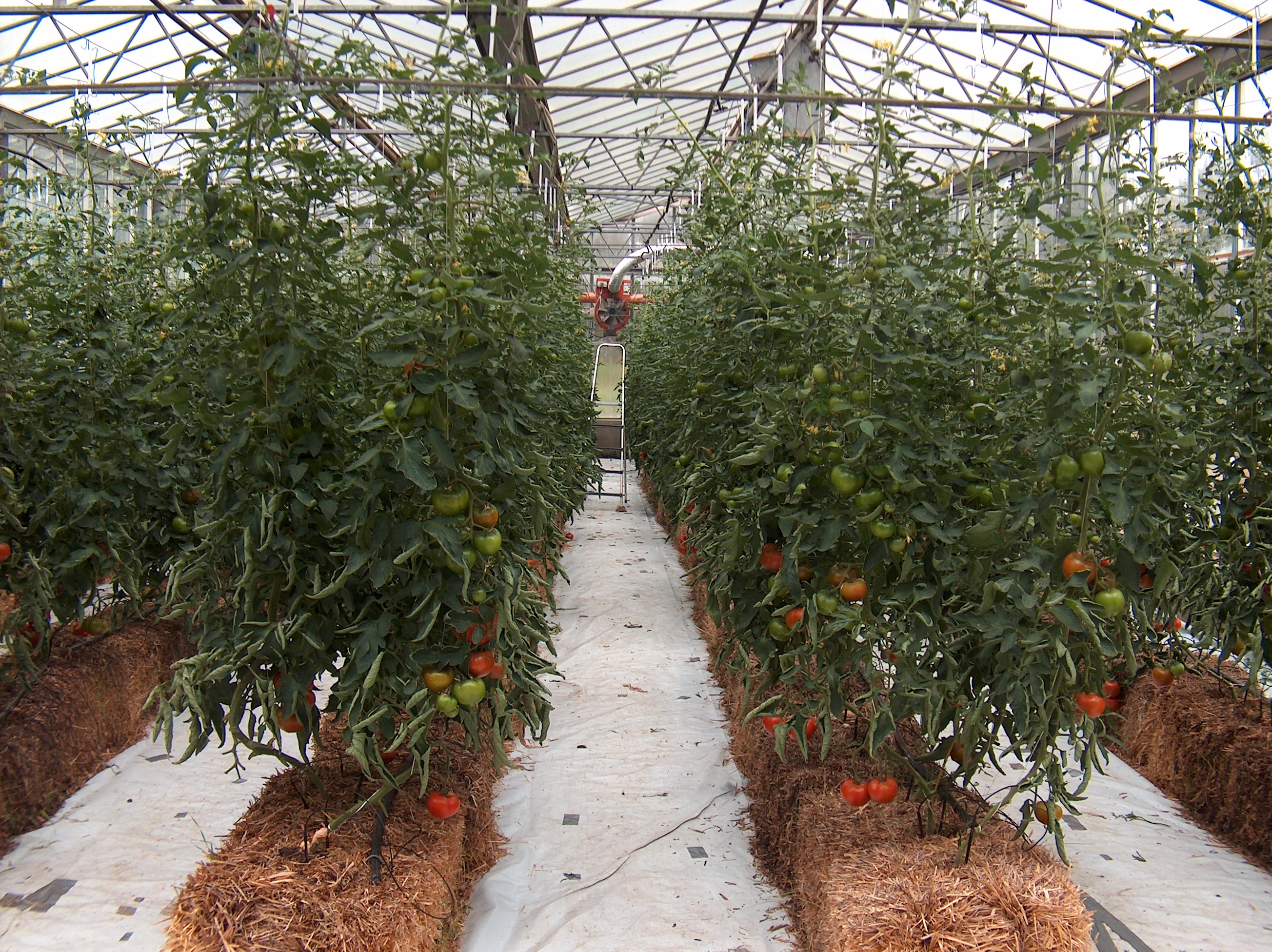 Методы выращивания помидоров. Гидропоника томаты. Гидропоника иссикхона. Черри на гидропонике. Томаты черри гидропоника.