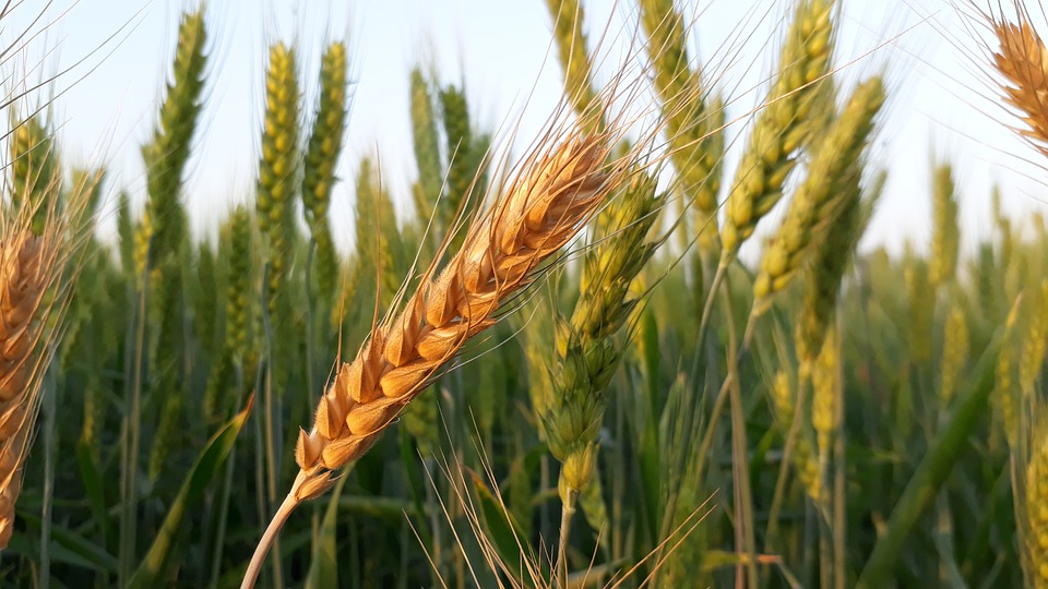 Рожь фото колос и пшеница отличия