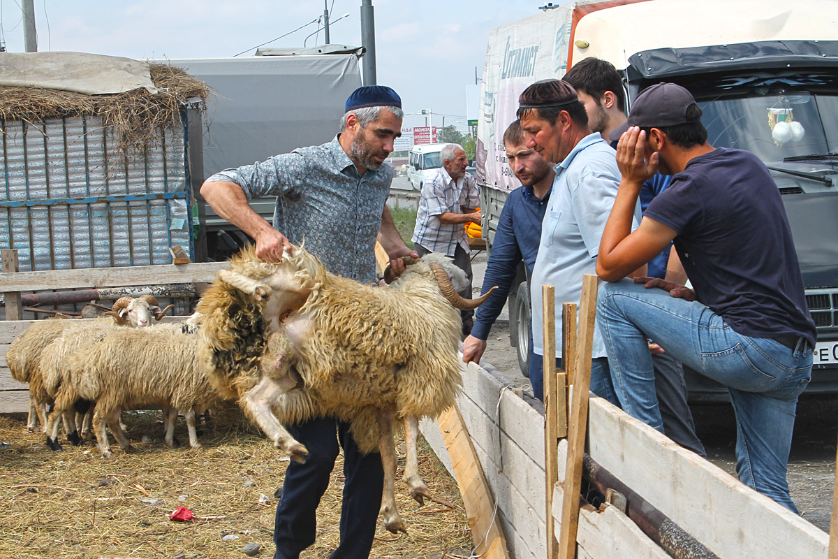 Жители Ингушетии покупают барана