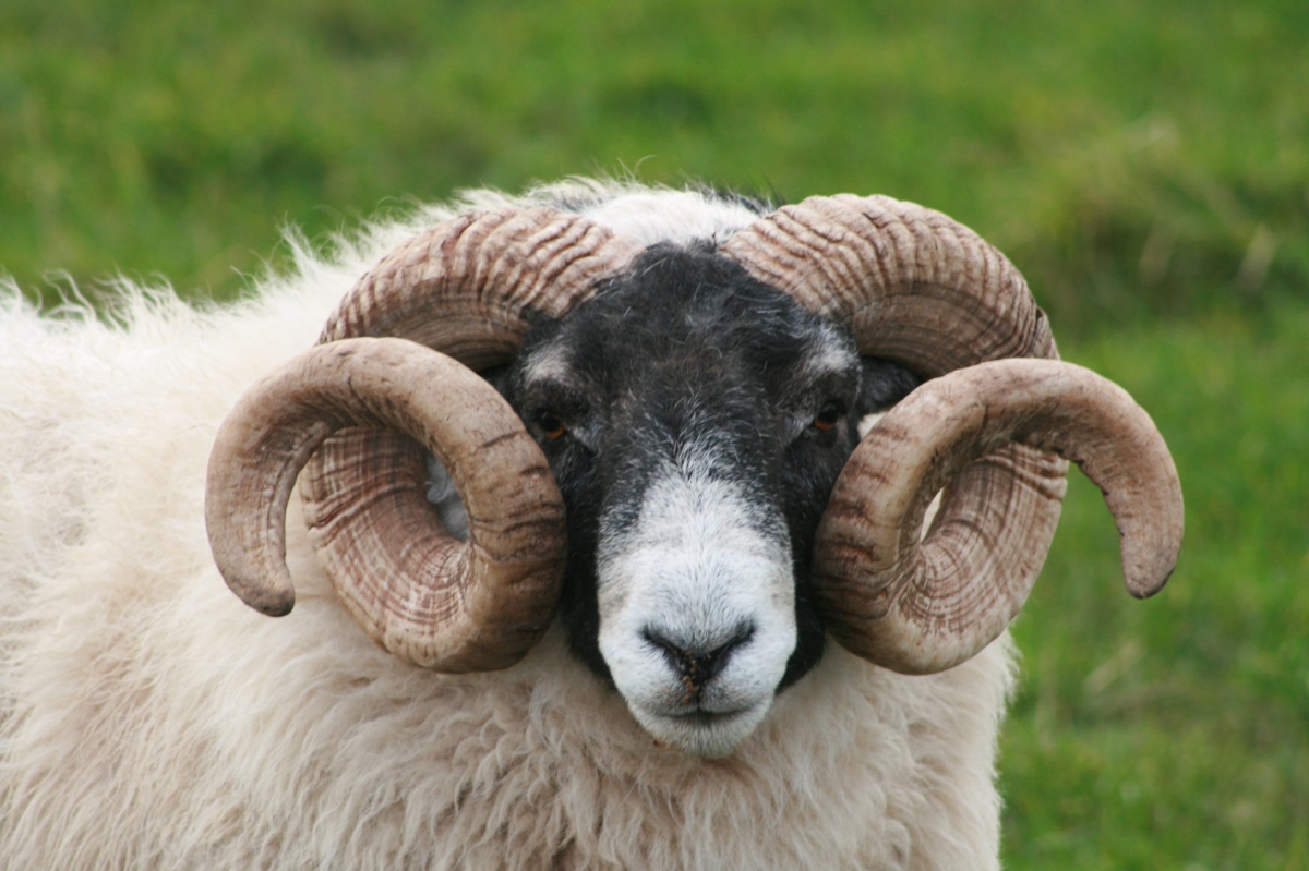 Продажа овец живым весом на убой и доставка