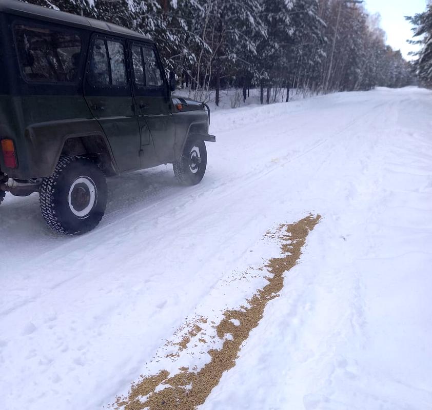 Ячмень для косуль привлекает и других обитателей лесов