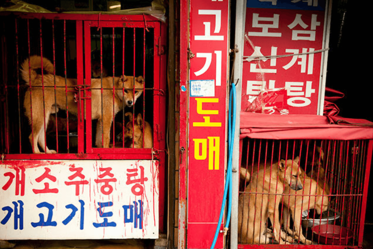 Собачья ферма в Китае