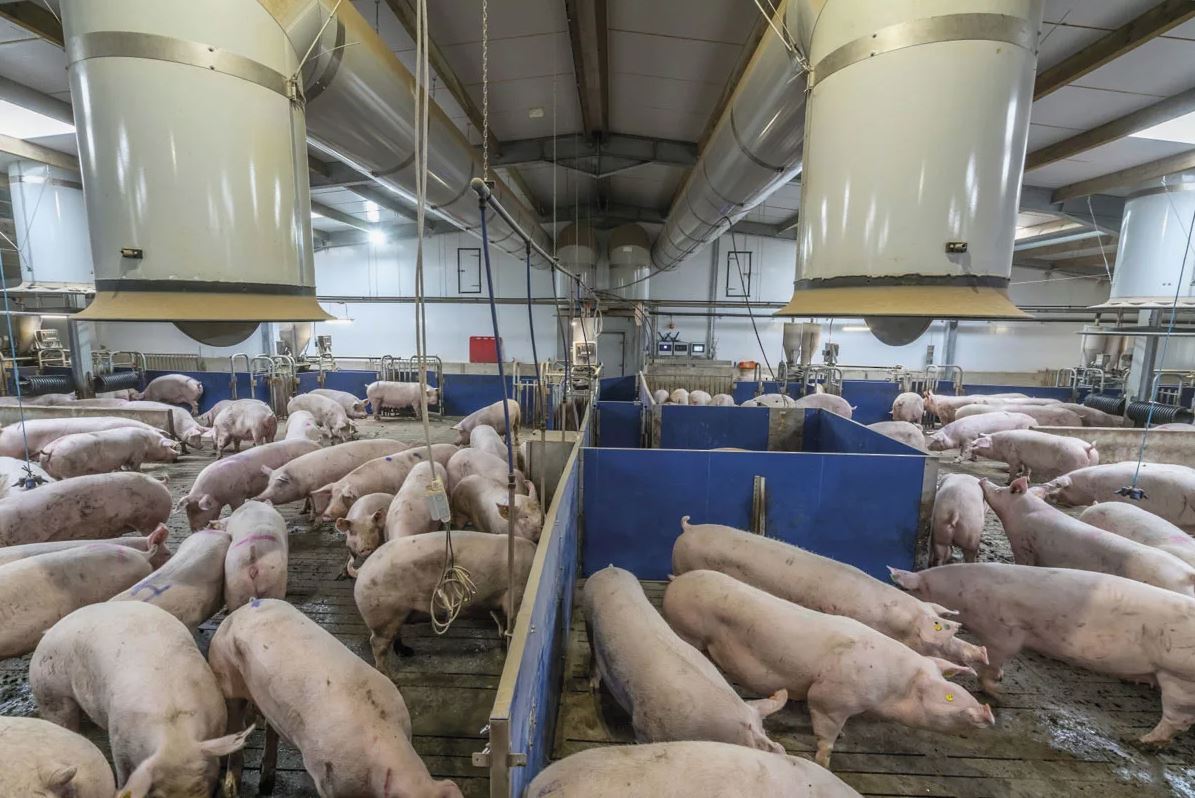 Мусульмане деревень Мензелинского района Татарстана не желают дышать «свиным навозом»