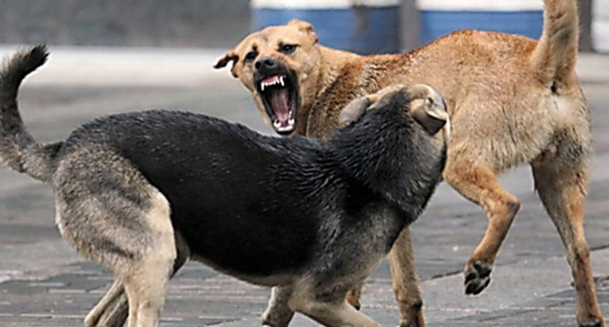 Фото: соцсети