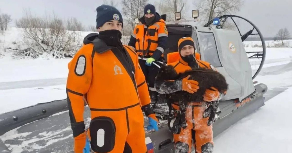 Спасатели с единственной выжившей овечкой. Фото: Life.ru