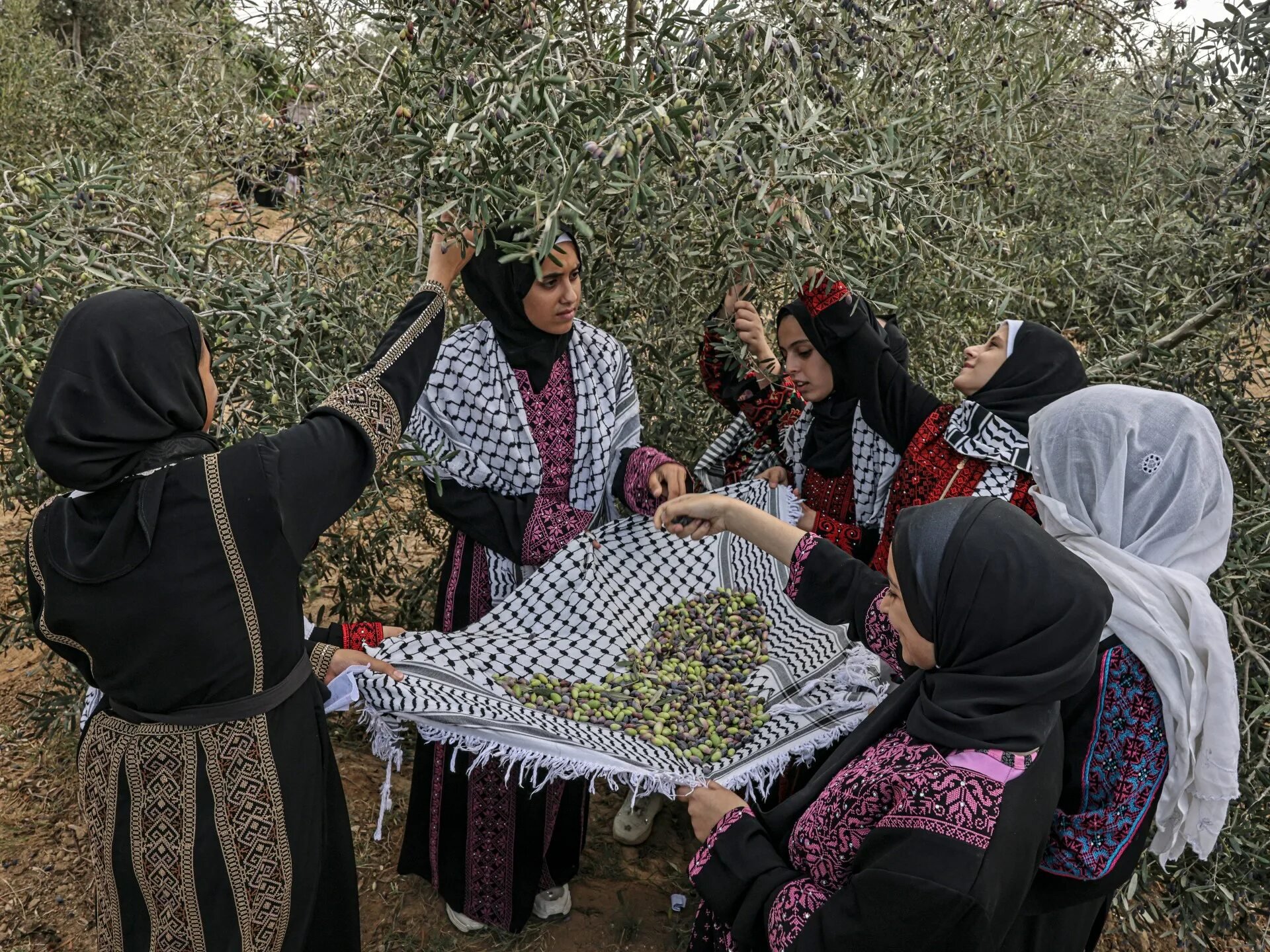 Палестинские девушки во время сбора оливок. Фото: соцсети
