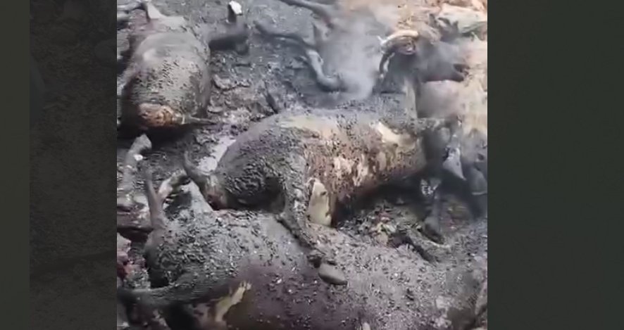 Фото: соцсети