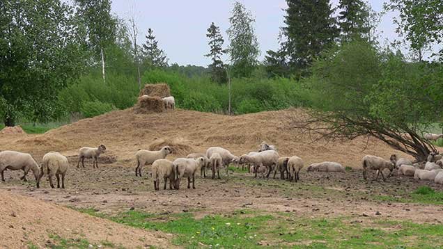 Фото: министерство сельского хозяйства Латвии