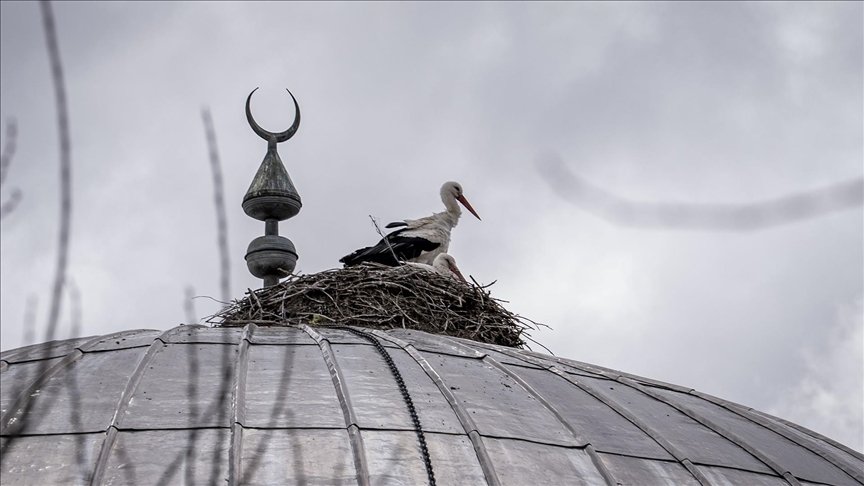 Аисты на куполе мечети