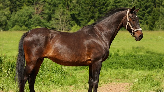 Фото: equestrian.ru